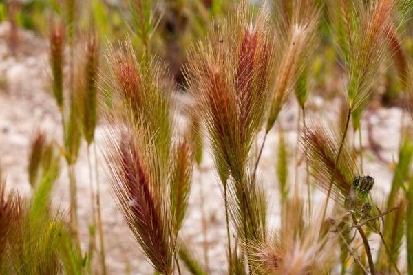 Spanish brome