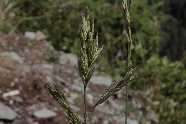 Mountain brome