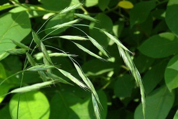 Hairy woodland brome