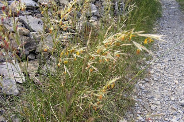 Smooth brome