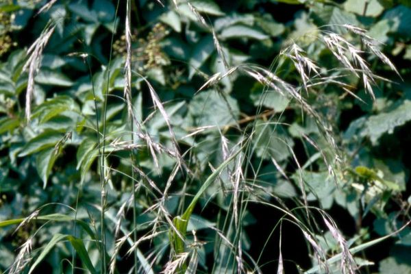 Hairy brome