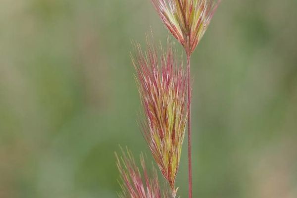 Foxtail brome
