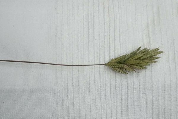 Broom brome