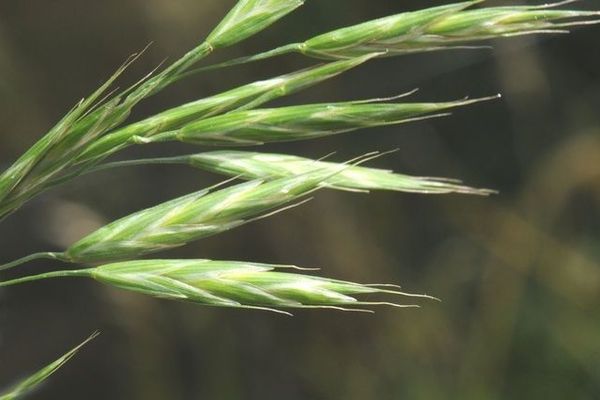 Alaska brome