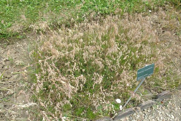 Corn brome