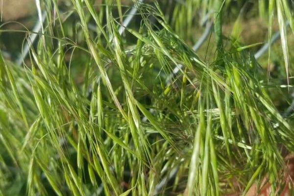 Barren brome