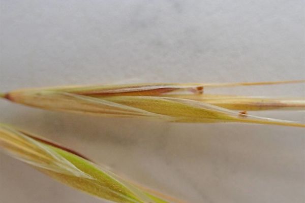 June grass