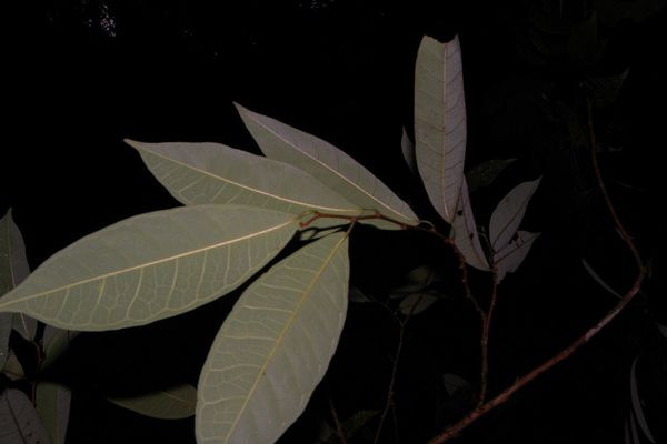 Guiana brosimum
