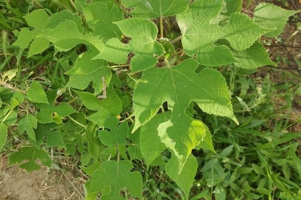 Paper mulberry