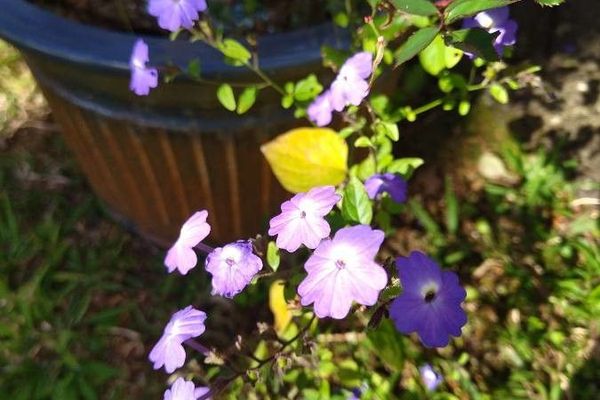 Jamaican forget-me-not