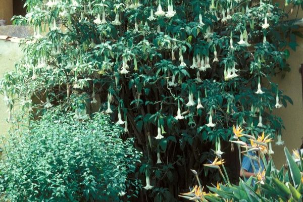 White angel's trumpet