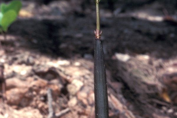 Burmese mangrove