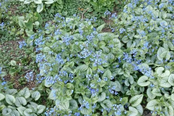 Great forget-me-not
