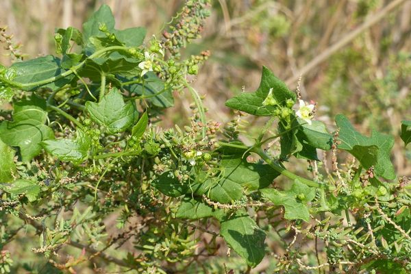 White bryony