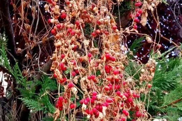 Cretan bryony