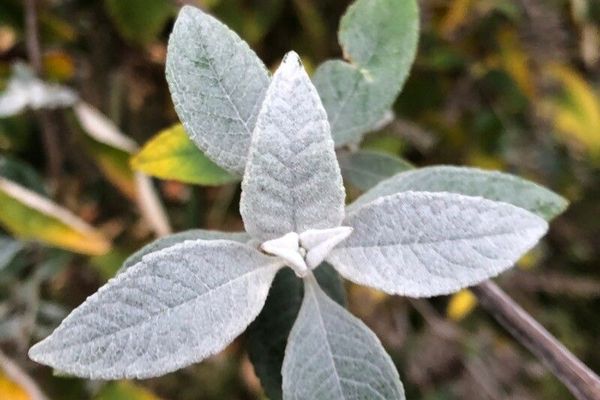 Buddleja cordata