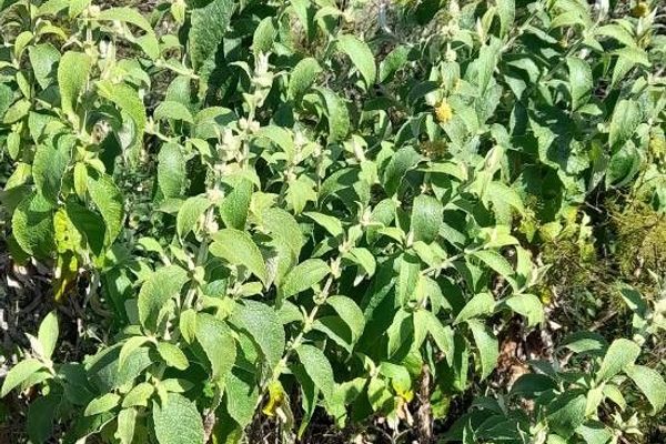 Buddleja stachyoides