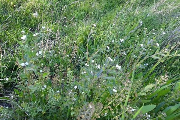Corn gromwell