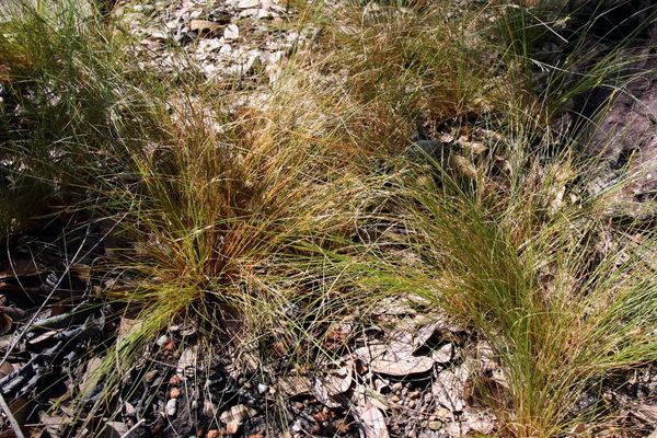 Bulbostylis capillaris