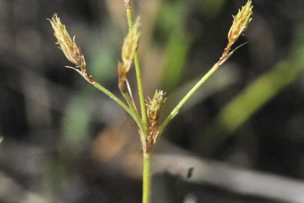 Bulbostylis hispidula