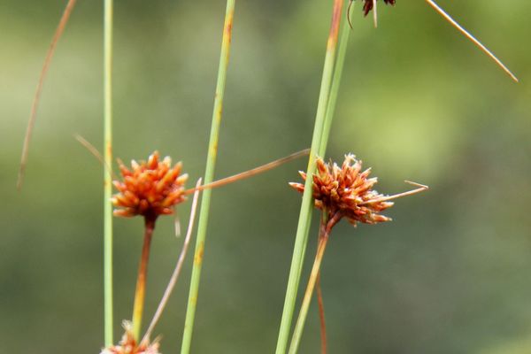 Bulbostylis junciformis