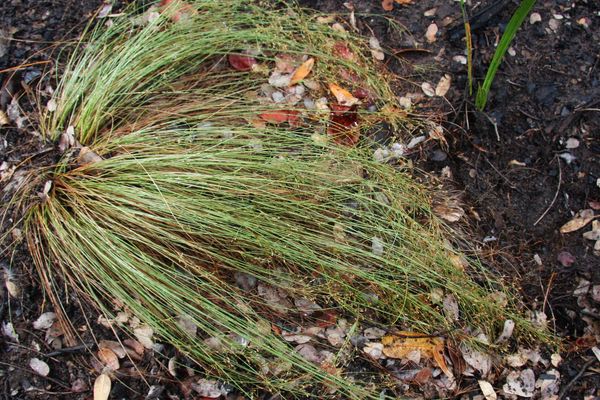 Bulbostylis juncoides