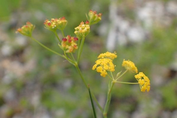 Sickle-leaf hare's-ear