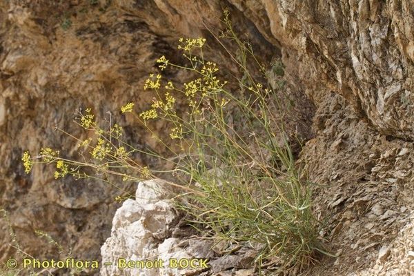Bupleurum fruticescens