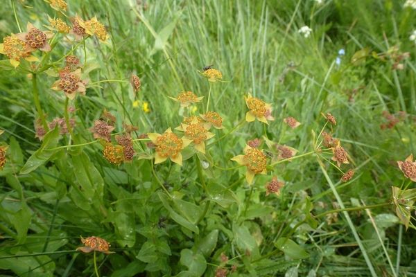 Bupleurum longifolium