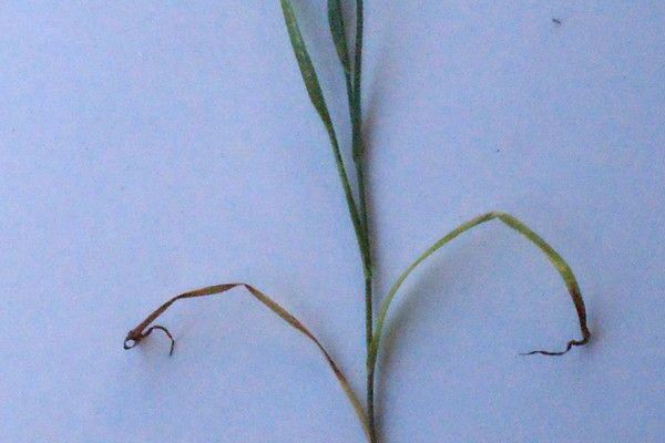 Bupleurum praealtum