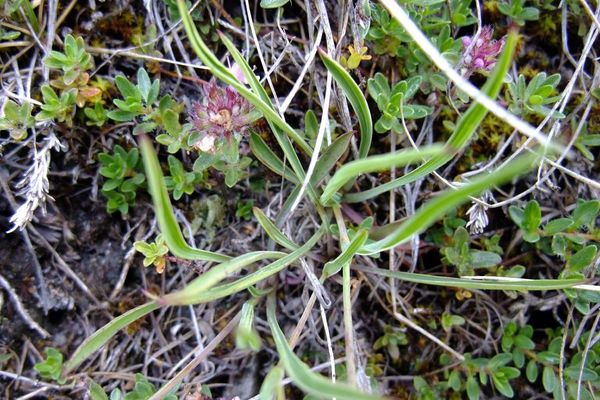 Crowfoot-leaved hare's-ear