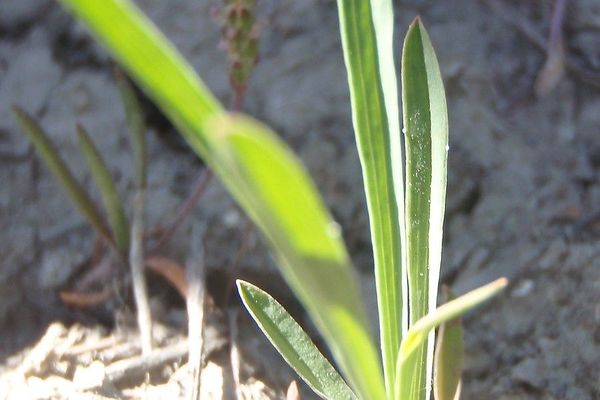 Dwarf hare's-ear