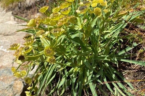 Hare's-ear