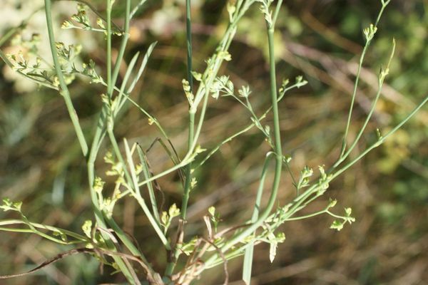 Slender hare's-ear