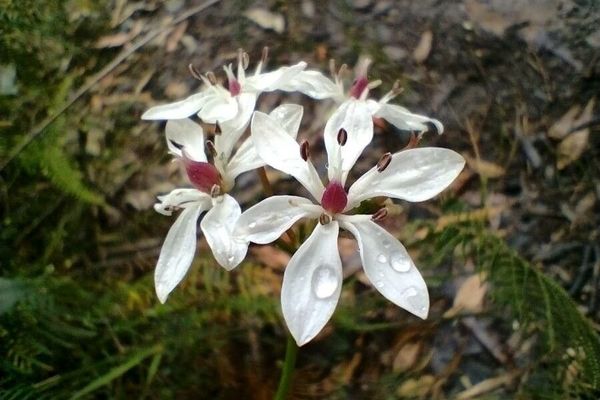 Burchardia umbellata