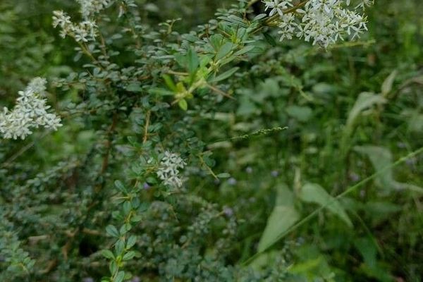 Australian blackthorn