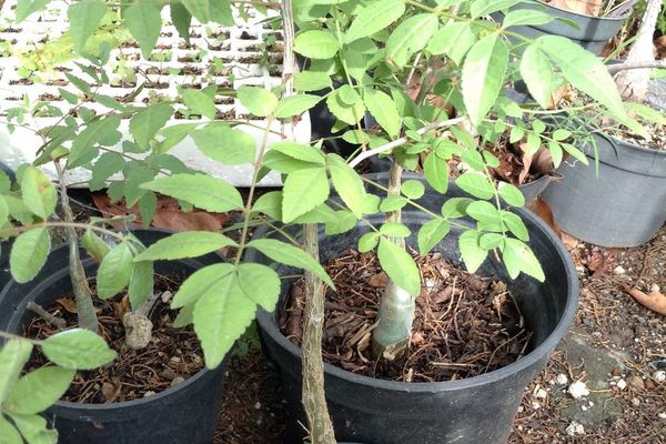 Fragrant bursera