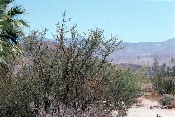 Elephant tree