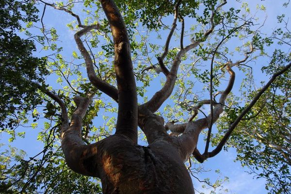 West indian-birch