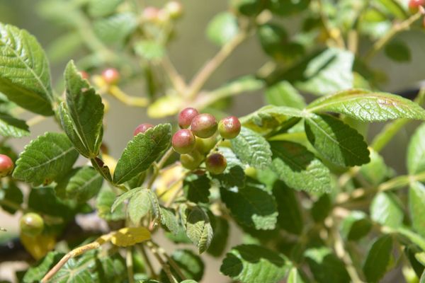 Bursera tomentosa