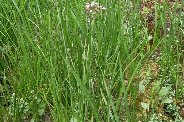 Water-gladiolus