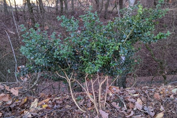 Caucasian boxwood