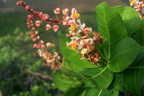 Byrsonima coccolobifolia