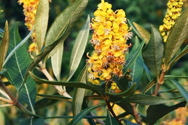 Byrsonima sericea