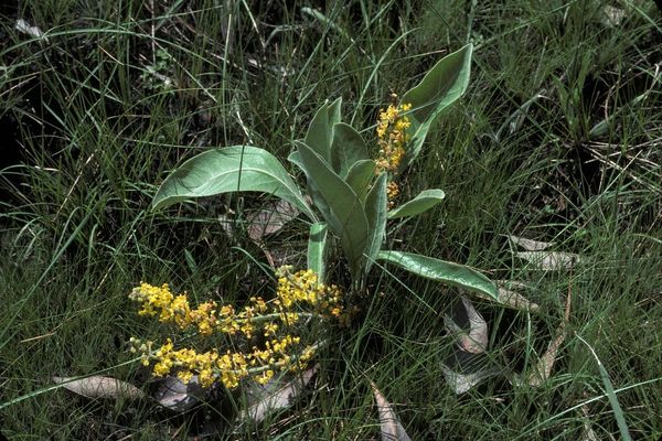 Byrsonima verbascifolia