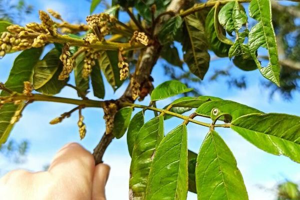 Cabralea canjerana