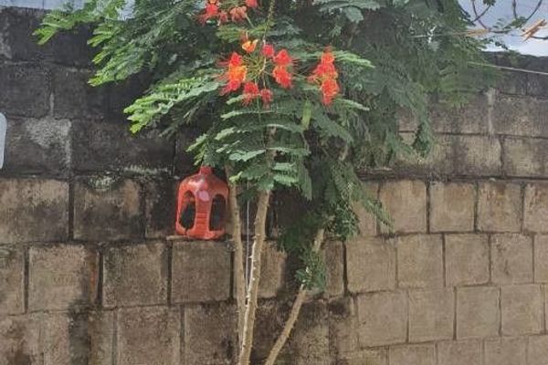 Dwarf poinciana