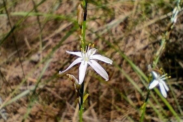 Caesia parviflora