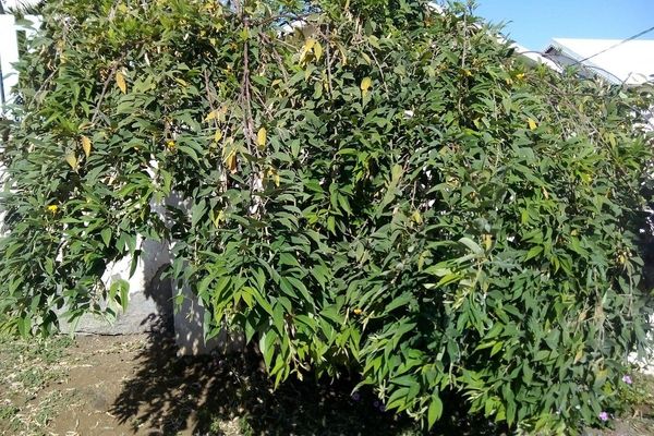 Pigeonpea
