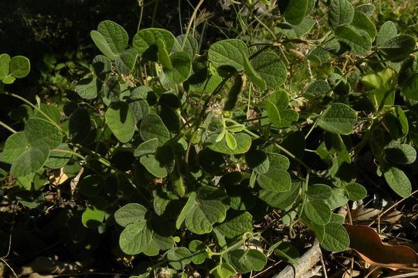 Showy pigeonpea